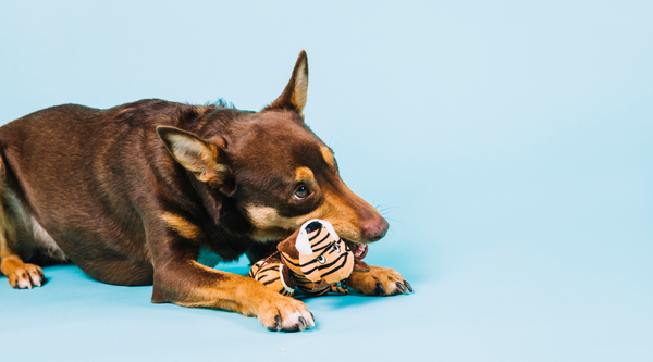 Dog toy enrichment activity