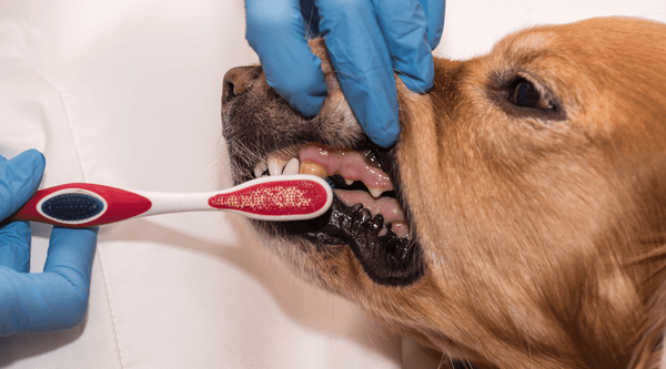 Dog dental health care is important 