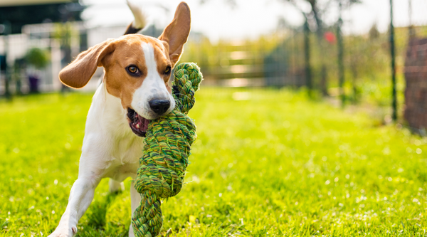 Playing fetch with the dog