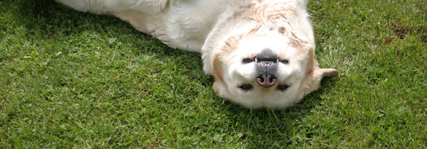 Happy doggo