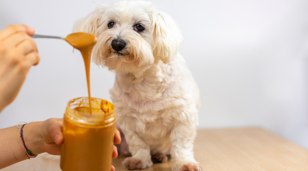 Feed your dog xylitol free peanut butter