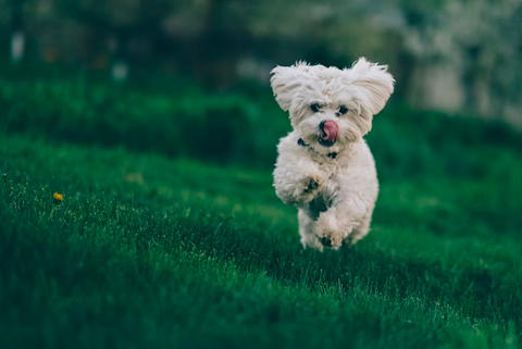 Small white Maltese dog running on green grass