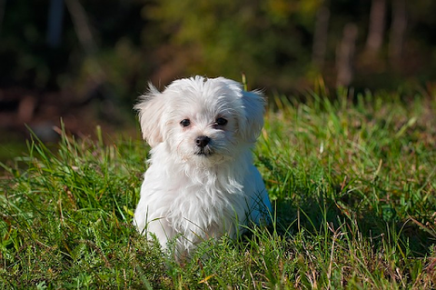 Small white Maltese dog resting in grass