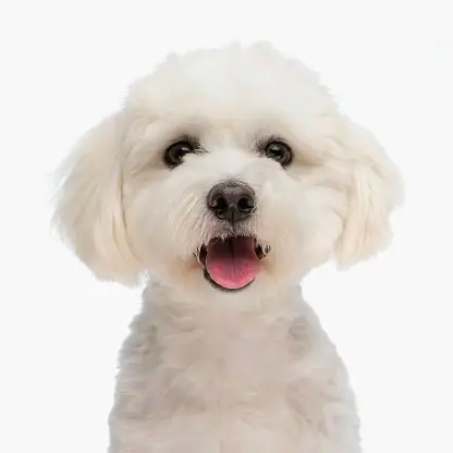 Small white Maltese dog