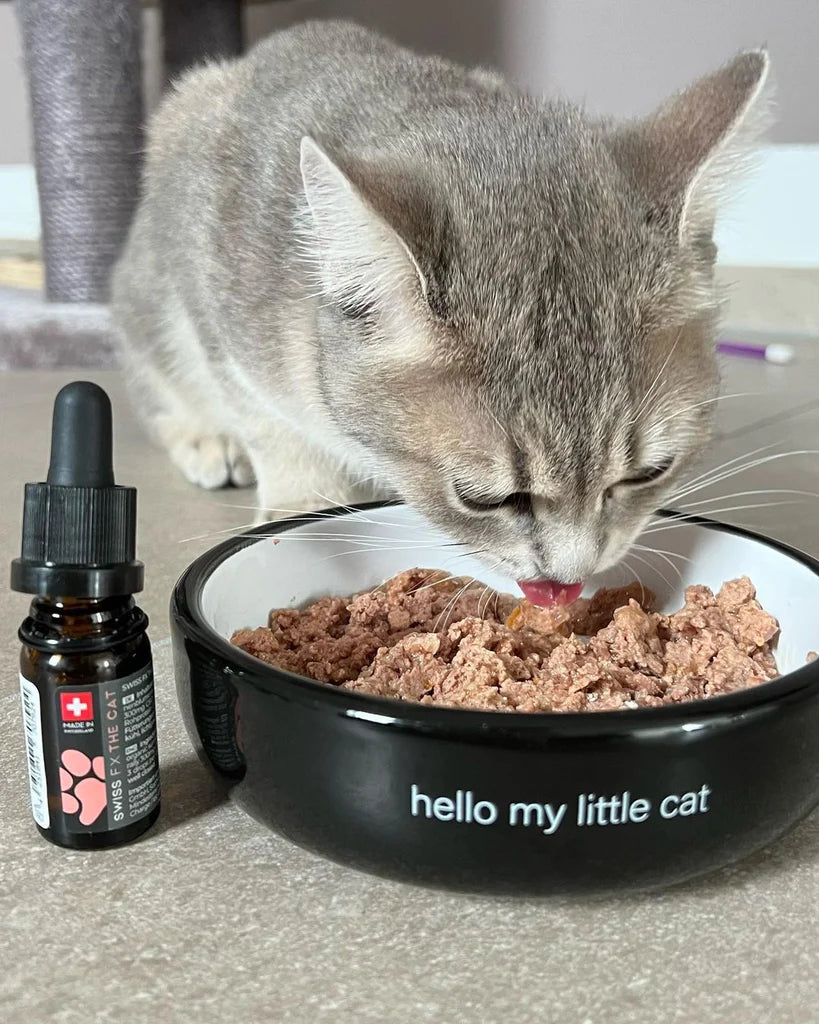un chat qui mange avec une huile de CBD à côté de lui