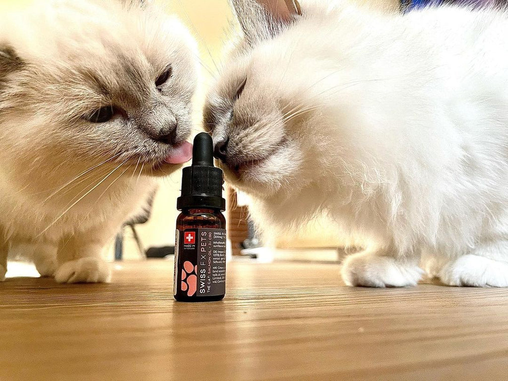 deux chats avec une huile cbd de swiss fx
