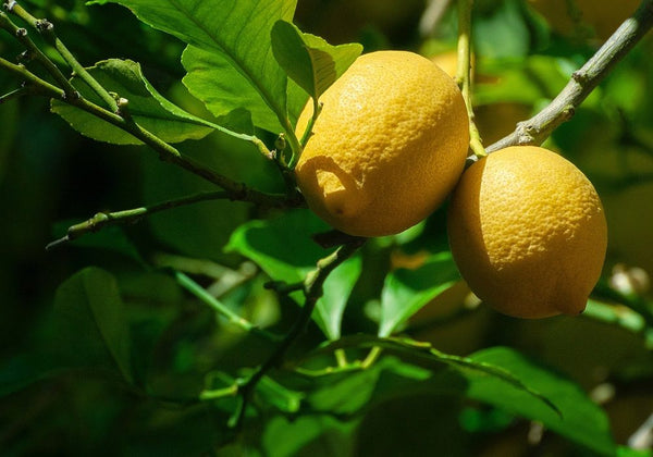 limone-zagara-bianca-agrumi-ardito