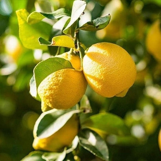 Limoni: guida completa alle varietà, tipologie e stagioni – Agrumi Ardito