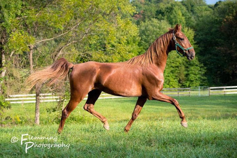 Underweight Saddlebred Horse