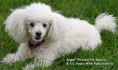 Angel Our Toy Poodle