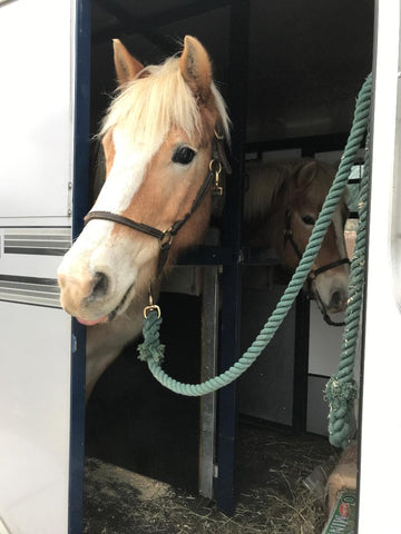 Horse with ulcers