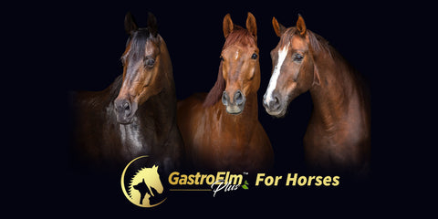 GastroElm Plus For Horses