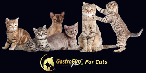 GastroElm Plus For Cats