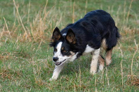 Australian Shepherd with GI Stasis 