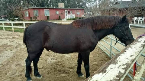 Horse with digestive & temperment issues