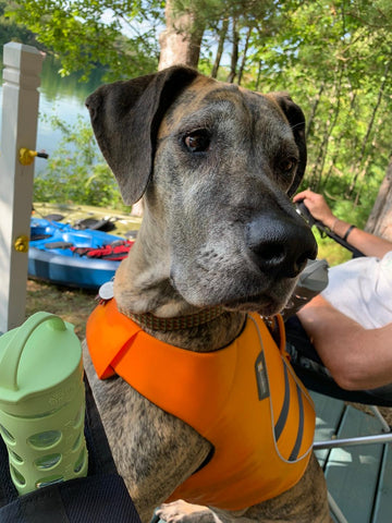 Great Dane with Bleeding Ulcer