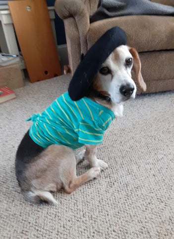 Beagle with Acid Reflux