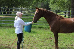 Rescue Horse Does Well on GastroElm Plus