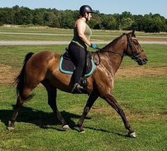 A Happier Mare on GastroElm Plus