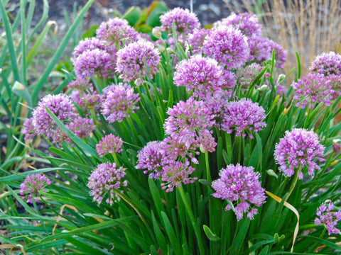 Allium Millennium