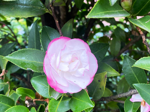 Camellia Sasanqua Blush