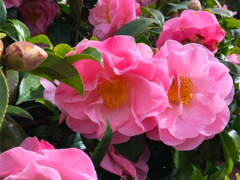 Camellia Japonica Peggy Burton