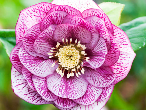 Hellebores Raspberry Ripple