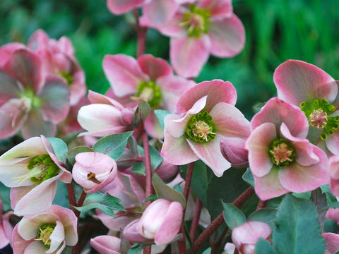 Helleborus Angel Glow