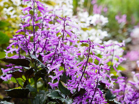 Plectranthus Mona White, Pink & Amethyst