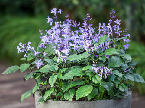 Plectranthus Mona Lavender