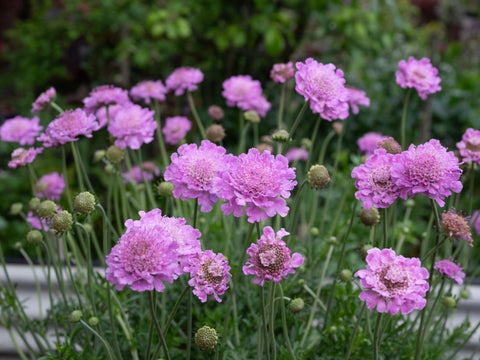 Scabiosa Powder Puff