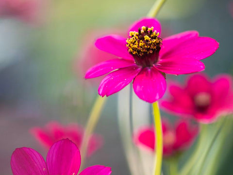 Cosmos Cherry Chocolate