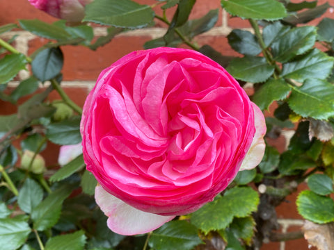 Pierre de Ronsard Climbing Rose