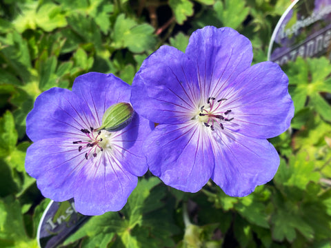 Geranium Rozanne