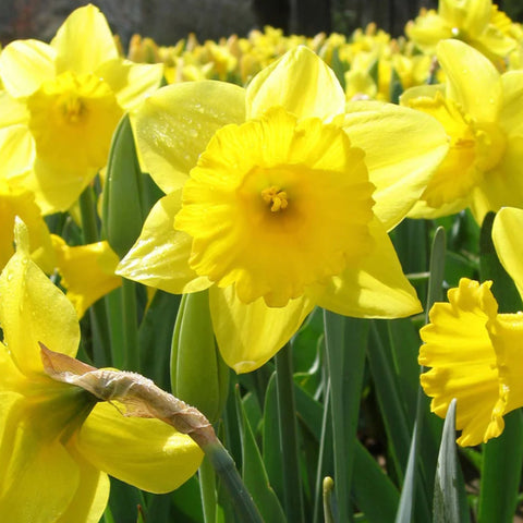 Daffodil King Alfred