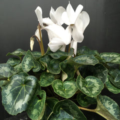 White Cyclamen