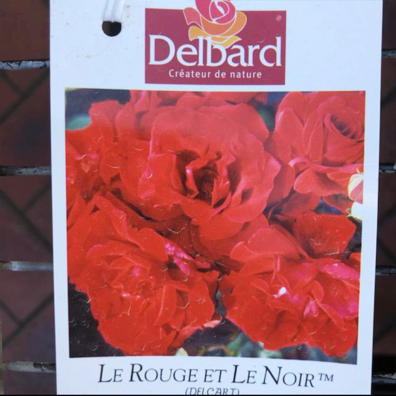 Le Rouge Et Le Noir Bush Rose | AcornNursery