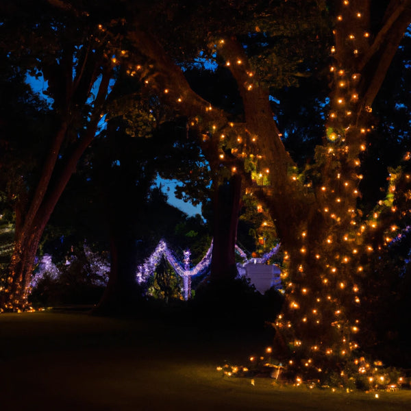 festive Christmas lights wrapped around tree