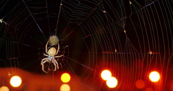 nocturnal spider and lights in the background