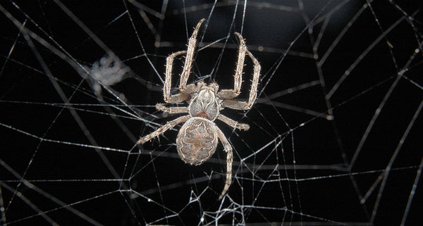 spider web in the dark