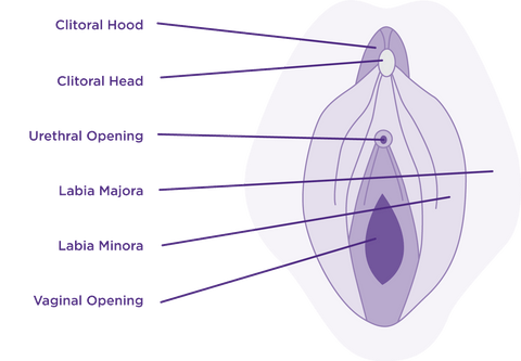 Vulva vs Vagina