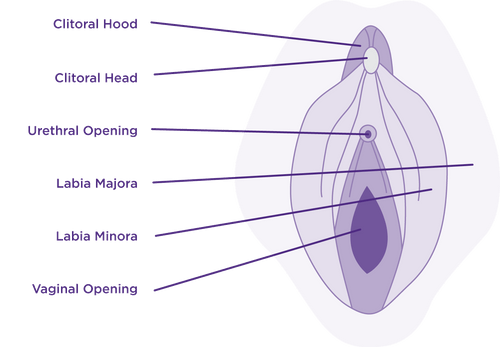 Vaginal Anatomy With Labels