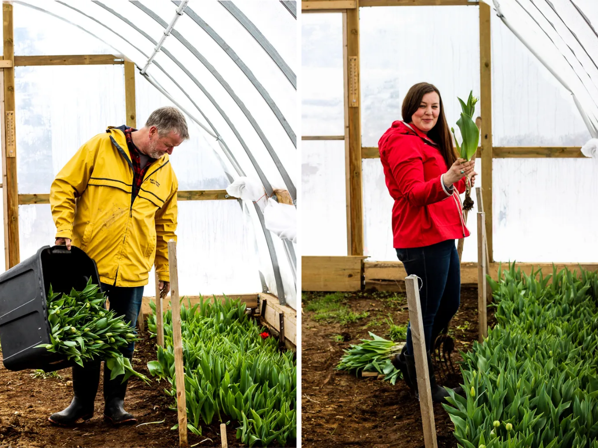 Sarah & Kenny picking tulips in the greenhouse