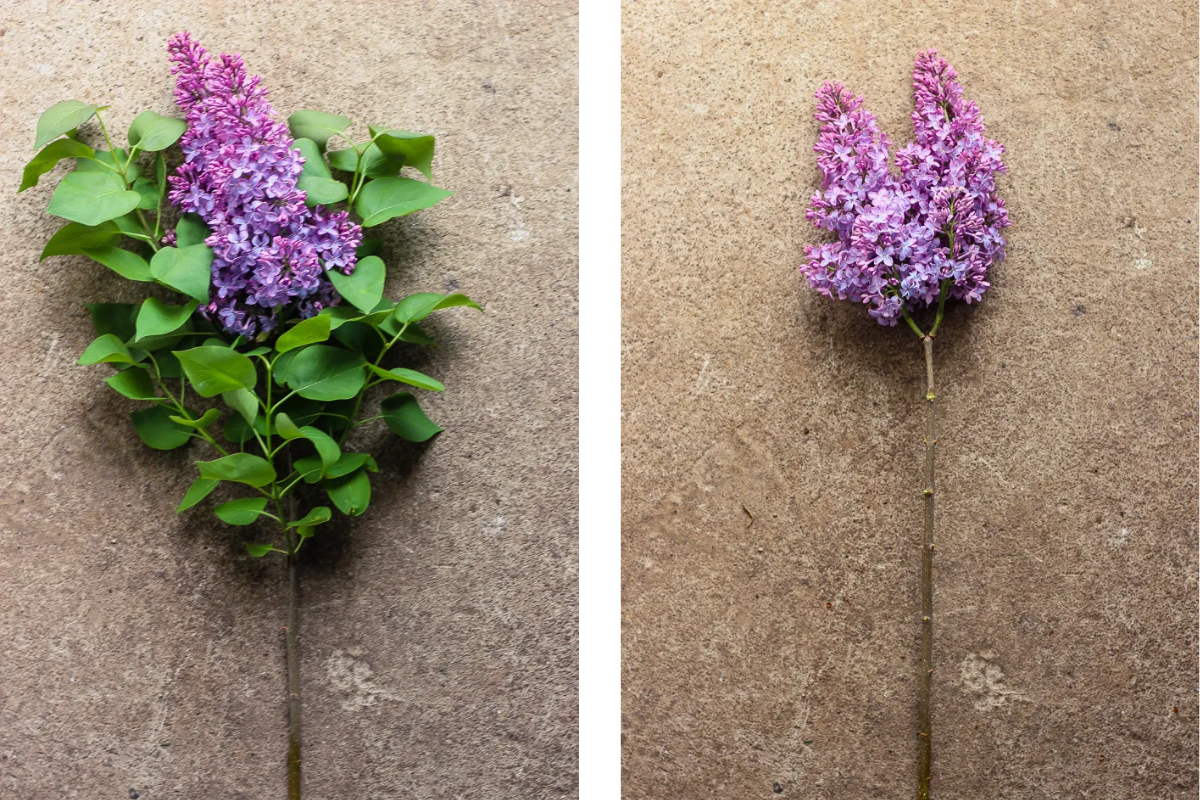 Lilacs before and after being pruned