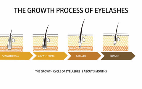 The growth process of eyelashes