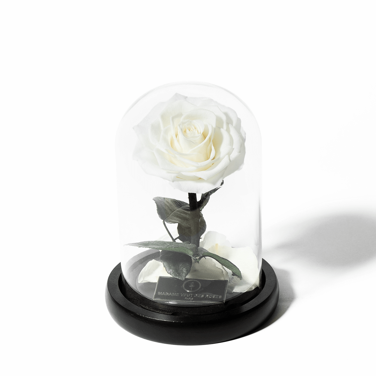 Rose sous cloche charmante – Madame Veut Des Roses