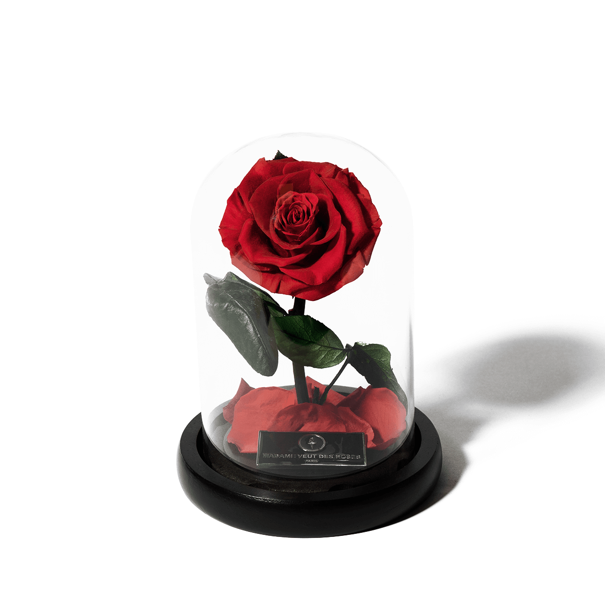 Rose sous cloche charmante – Madame Veut Des Roses