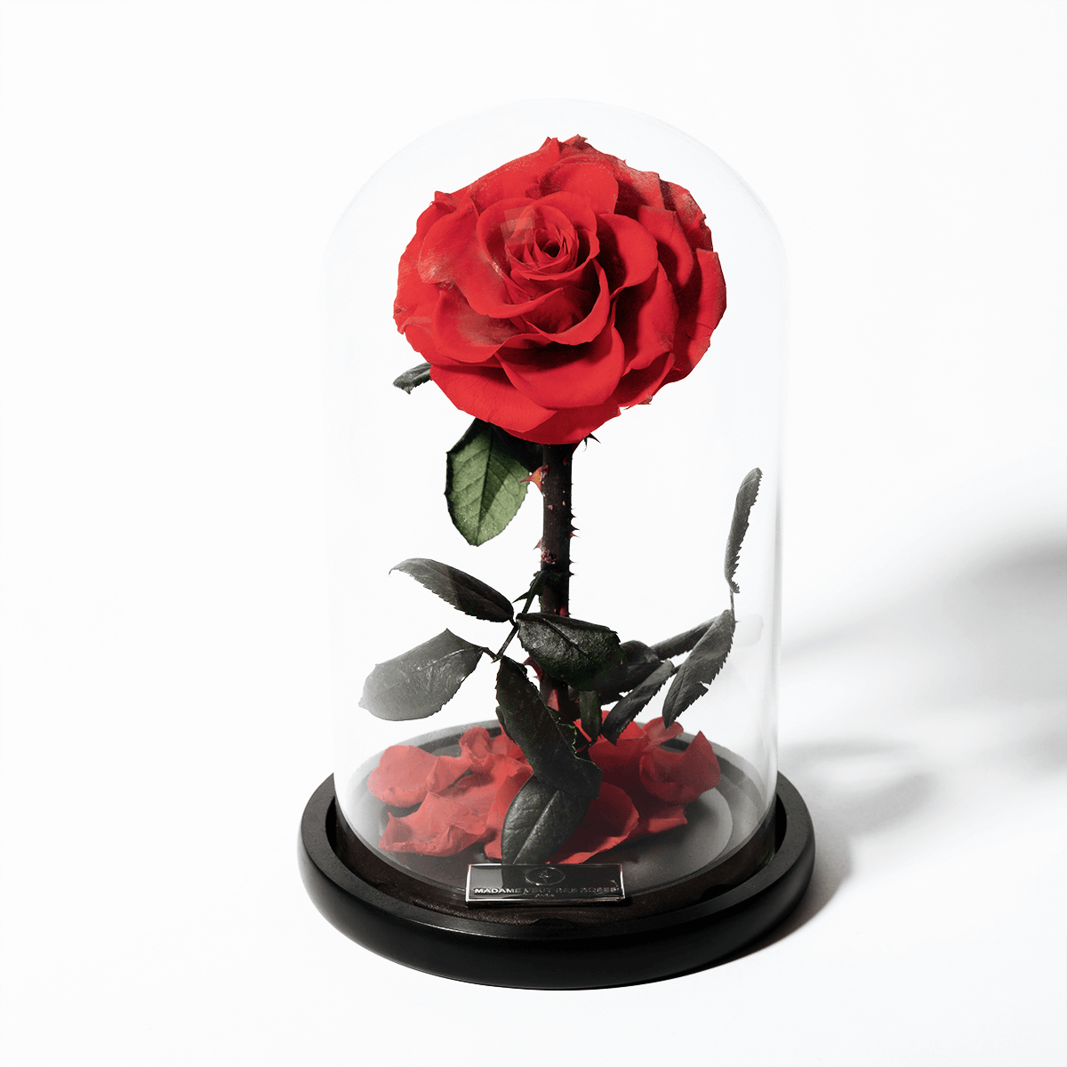 Rose sous cloche fascinante – Madame Veut Des Roses