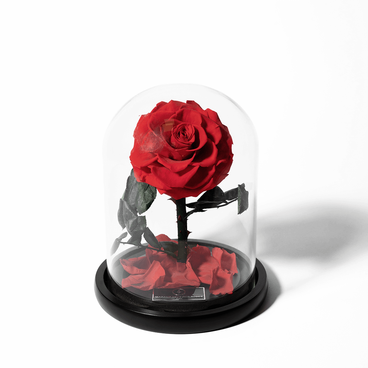 Rose sous cloche sublime – Madame Veut Des Roses