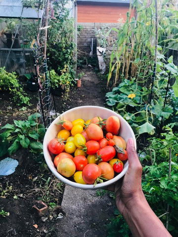 home grown tomatoes